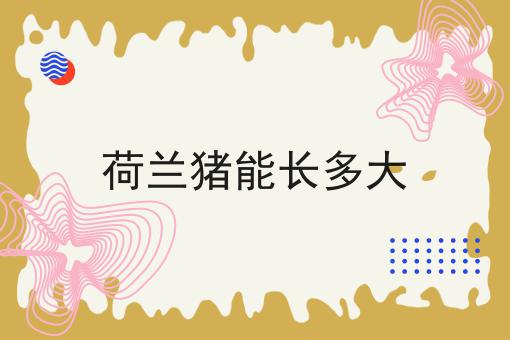 荷兰猪能长多大