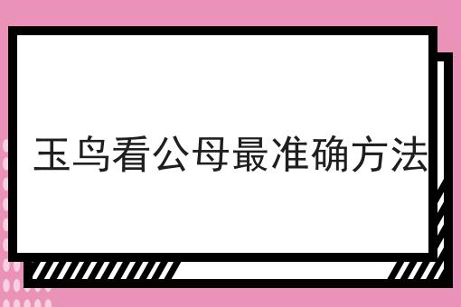 玉鸟看公母最准确方法