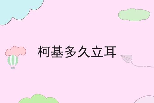 柯基多久立耳