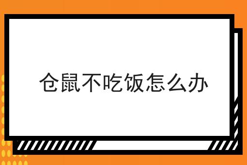 仓鼠不吃饭怎么办