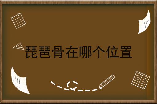 琵琶骨在哪个位置