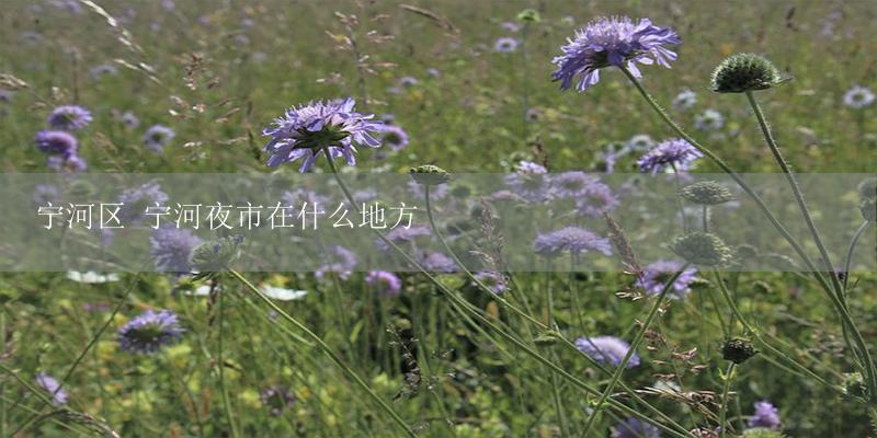 宁河区 宁河夜市在什么地方-17攻略