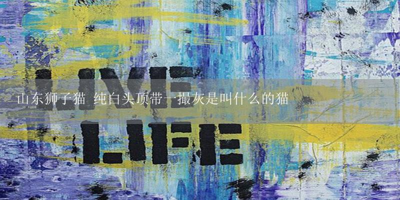 山东狮子猫 纯白头顶带一撮灰是叫什么的猫-17攻略
