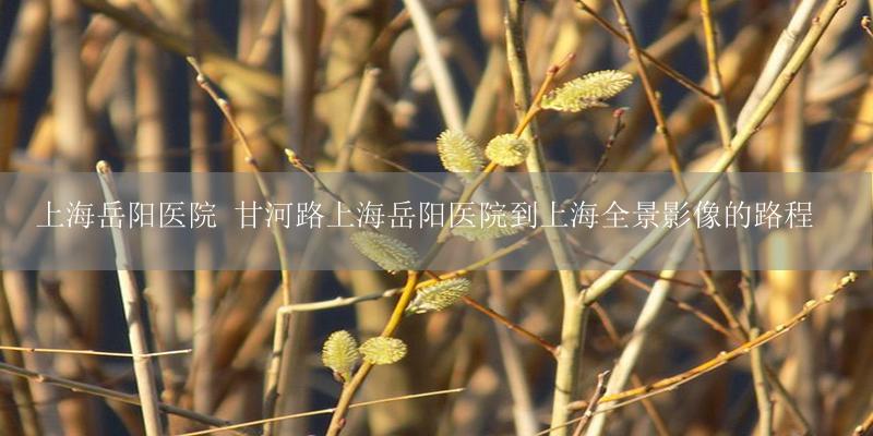 上海岳阳医院 甘河路上海岳阳医院到上海全景影像的路程-17攻略