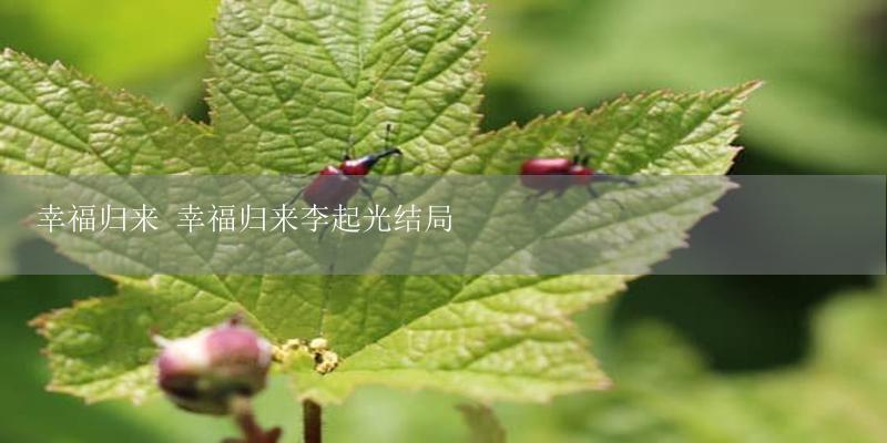 幸福归来 幸福归来李起光结局-17攻略