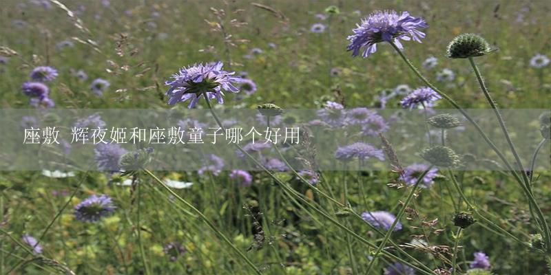 座敷 辉夜姬和座敷童子哪个好用-17攻略