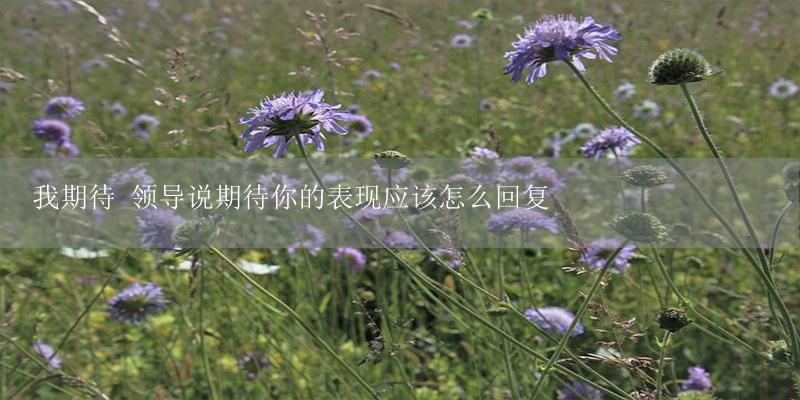 我期待 领导说期待你的表现应该怎么回复-17攻略