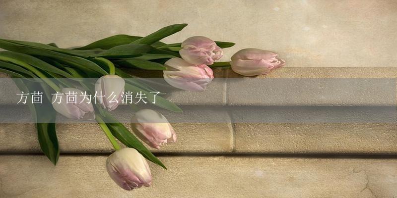方茴 方茴为什么消失了-17攻略