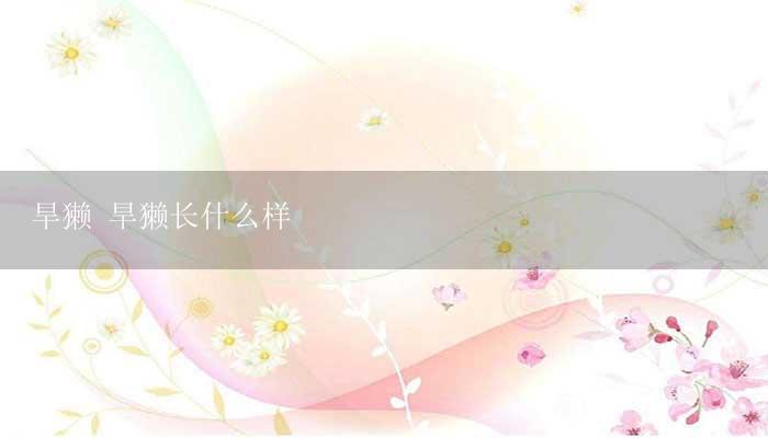 旱獭 旱獭长什么样-17攻略