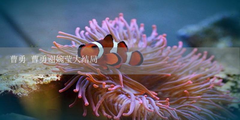 曹勇 曹勇谢婉莹大结局-17攻略