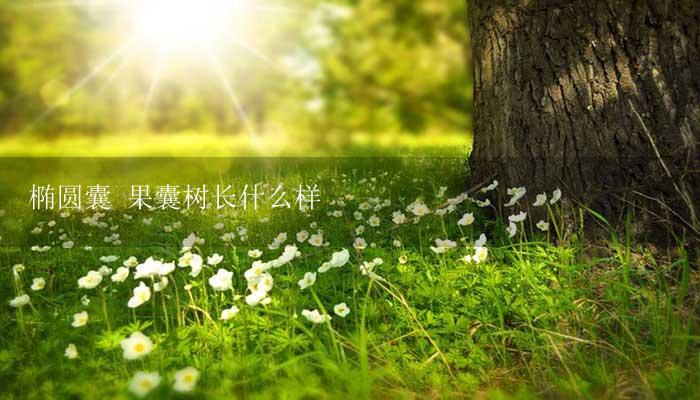 椭圆囊 果囊树长什么样-17攻略