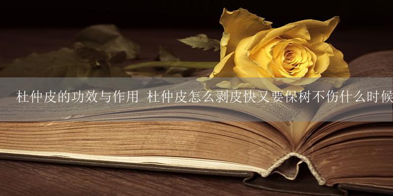 杜仲皮的功效与作用 杜仲皮怎么剥皮快又要保树不伤什么时候最好-17攻略