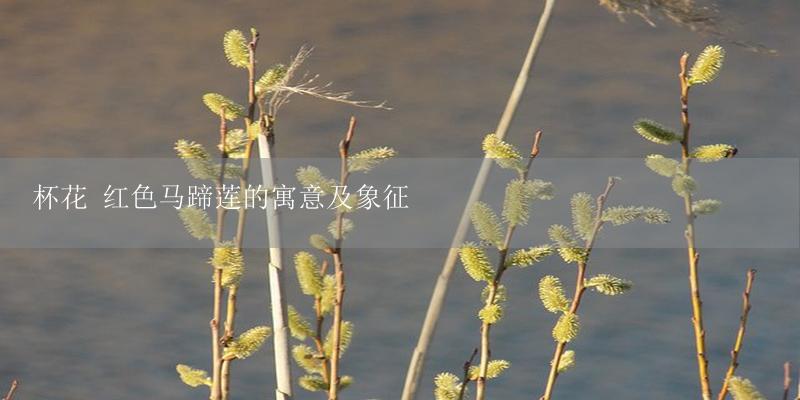 杯花 红色马蹄莲的寓意及象征-17攻略