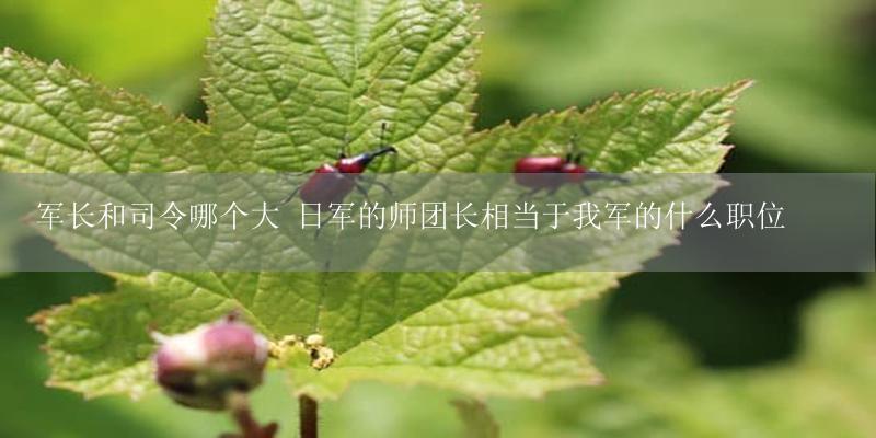 军长和司令哪个大 日军的师团长相当于我军的什么职位-17攻略