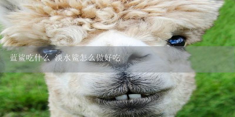 蓝鲨吃什么 淡水鲨怎么做好吃-17攻略