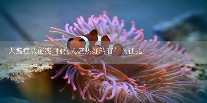 犬瘟症状前兆 狗狗犬瘟热好转有什么征兆-17攻略