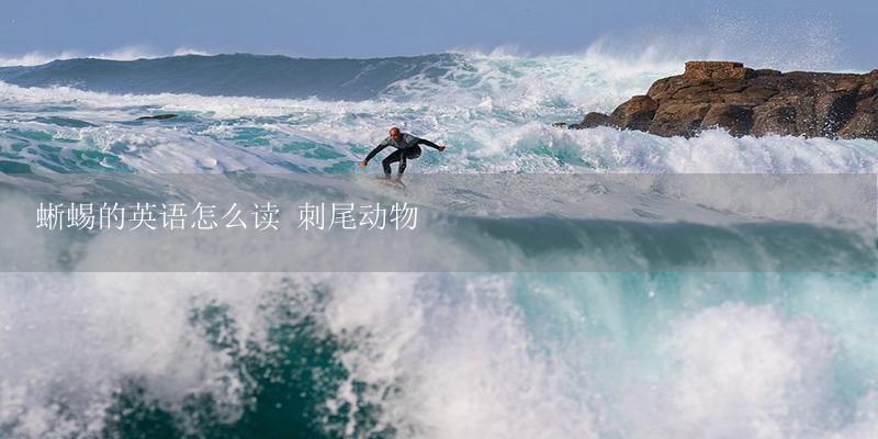蜥蜴的英语怎么读 刺尾动物-17攻略