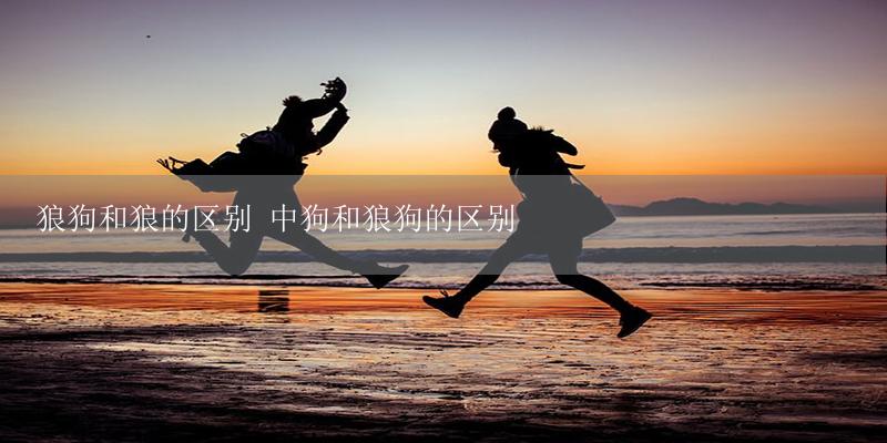 狼狗和狼的区别 中狗和狼狗的区别-17攻略