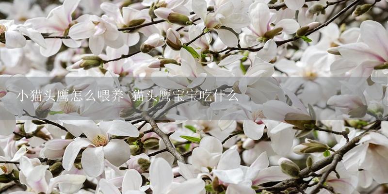 小猫头鹰怎么喂养 猫头鹰宝宝吃什么-17攻略
