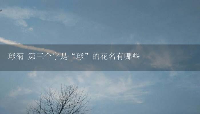 球菊 第三个字是“球”的花名有哪些-17攻略