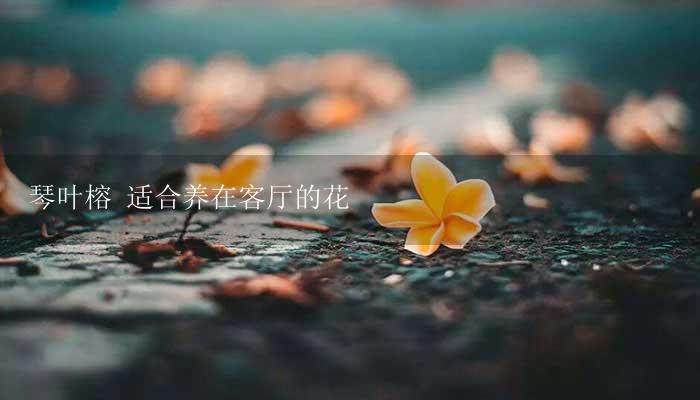 琴叶榕 适合养在客厅的花-17攻略