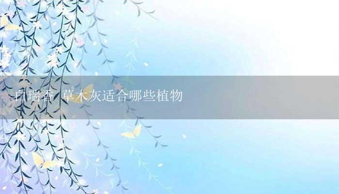 白瑞香 草木灰适合哪些植物-17攻略