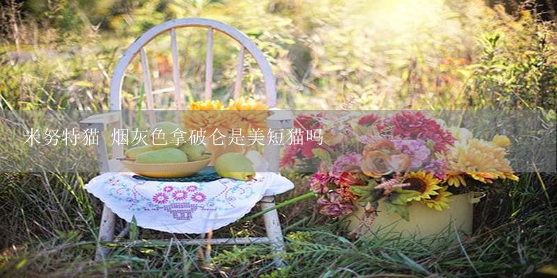 米努特猫 烟灰色拿破仑是美短猫吗-17攻略