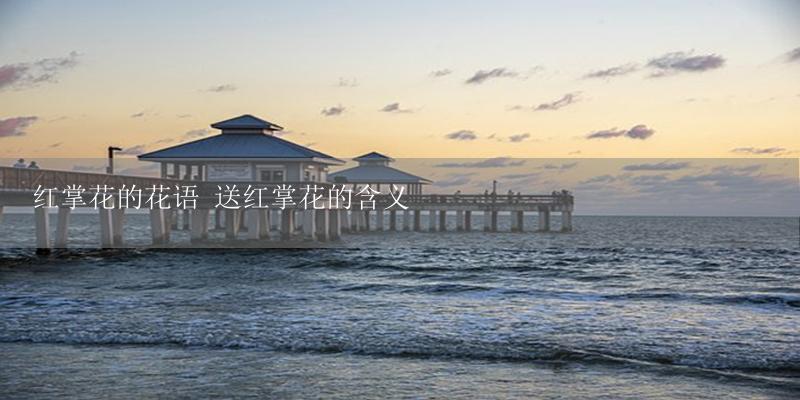 红掌花的花语 送红掌花的含义-17攻略