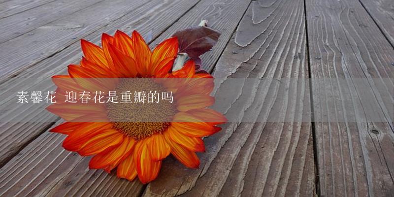 素馨花 迎春花是重瓣的吗-17攻略
