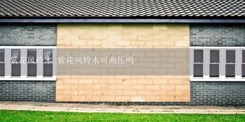 紫花风铃木 紫花风铃木可高压吗-17攻略