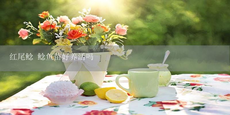 红尾鲶 鲶鱼苗好养活吗-17攻略