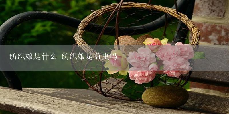 纺织娘是什么 纺织娘是益虫吗-17攻略