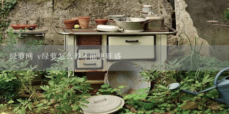 绿萝网 v绿萝怎么养才能更旺盛-17攻略