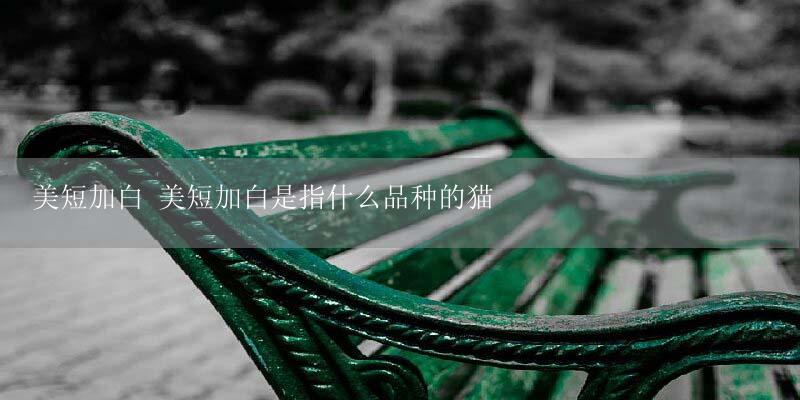 美短加白 美短加白是指什么品种的猫-17攻略