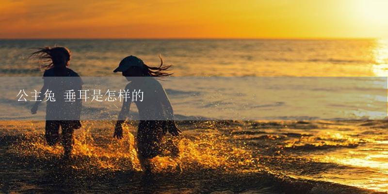 公主兔 垂耳是怎样的-17攻略