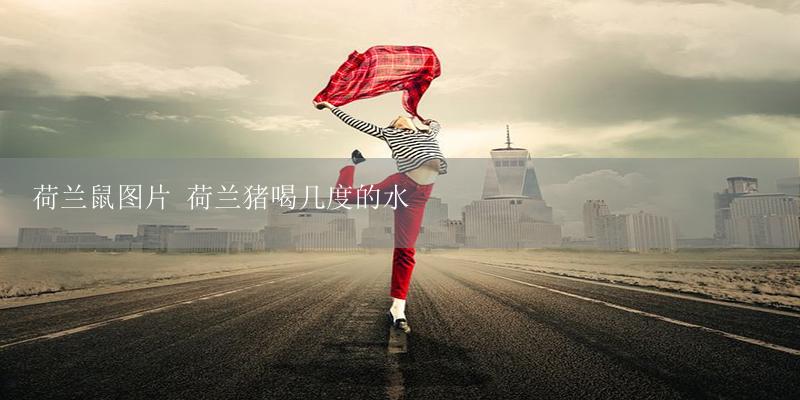 荷兰鼠图片 荷兰猪喝几度的水-17攻略