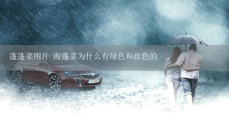 蓬蓬菜图片 海蓬菜为什么有绿色和红色的-17攻略
