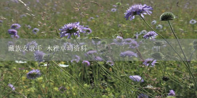 藏族女歌手 木雅卓玛资料-17攻略