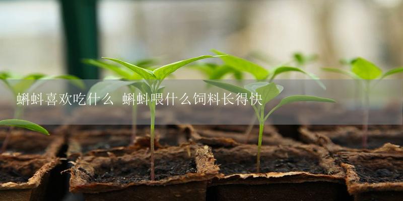 蝌蚪喜欢吃什么 蝌蚪喂什么饲料长得快-17攻略