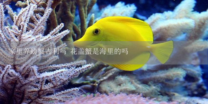 家里养螃蟹吉利吗 花盖蟹是海里的吗-17攻略