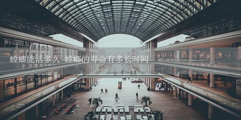螳螂能活多久 螳螂的寿命有多长时间-17攻略