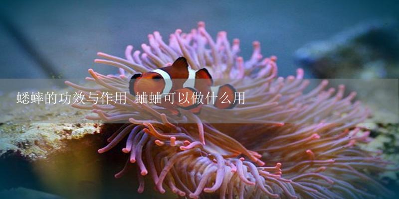 蟋蟀的功效与作用 蛐蛐可以做什么用-17攻略