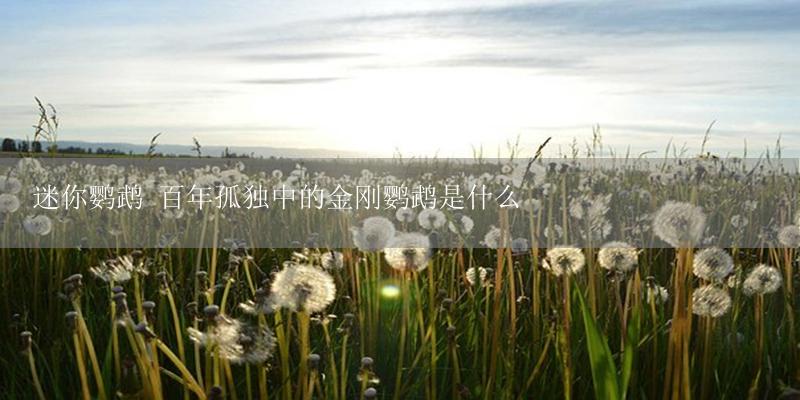 迷你鹦鹉 百年孤独中的金刚鹦鹉是什么-17攻略