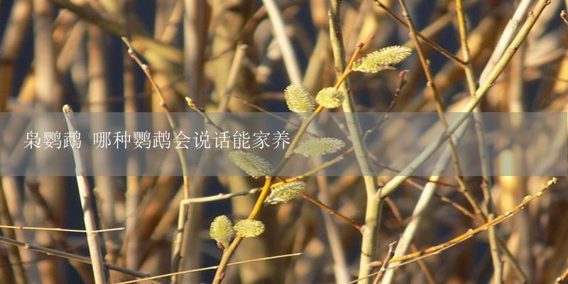 枭鹦鹉 哪种鹦鹉会说话能家养-17攻略