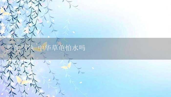 野生乌龟 中华草龟怕水吗-17攻略