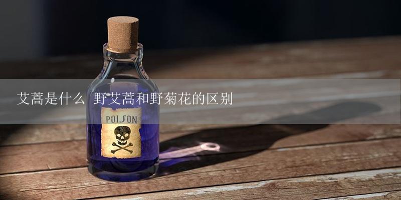 艾蒿是什么 野艾蒿和野菊花的区别-17攻略