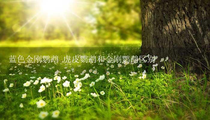 蓝色金刚鹦鹉 虎皮鹦鹉和金刚鹦鹉区别-17攻略
