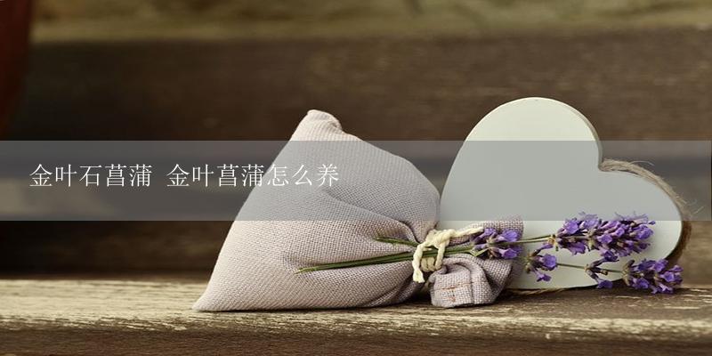 金叶石菖蒲 金叶菖蒲怎么养-17攻略